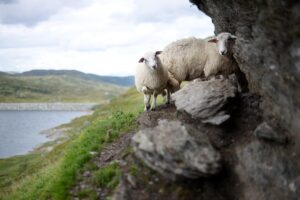 réponses aux questions fréquentes sur le sacrifice et la distribution