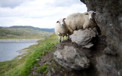 réponses aux questions fréquentes sur le sacrifice et la distribution